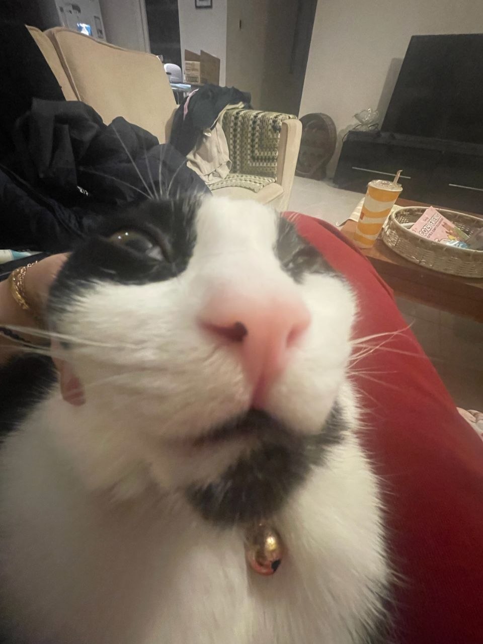 Koda, the cat, in a state of mild despair